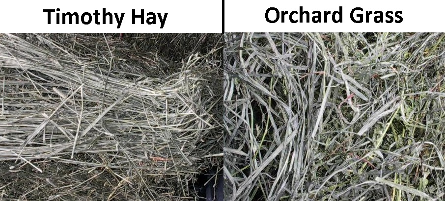 timothy hay