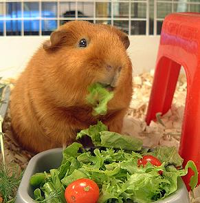 piggy eating veggies!