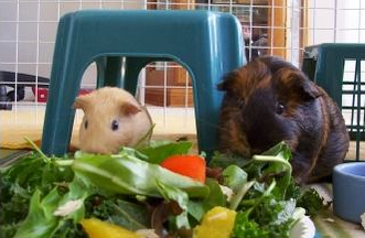 piggy eating veggies!