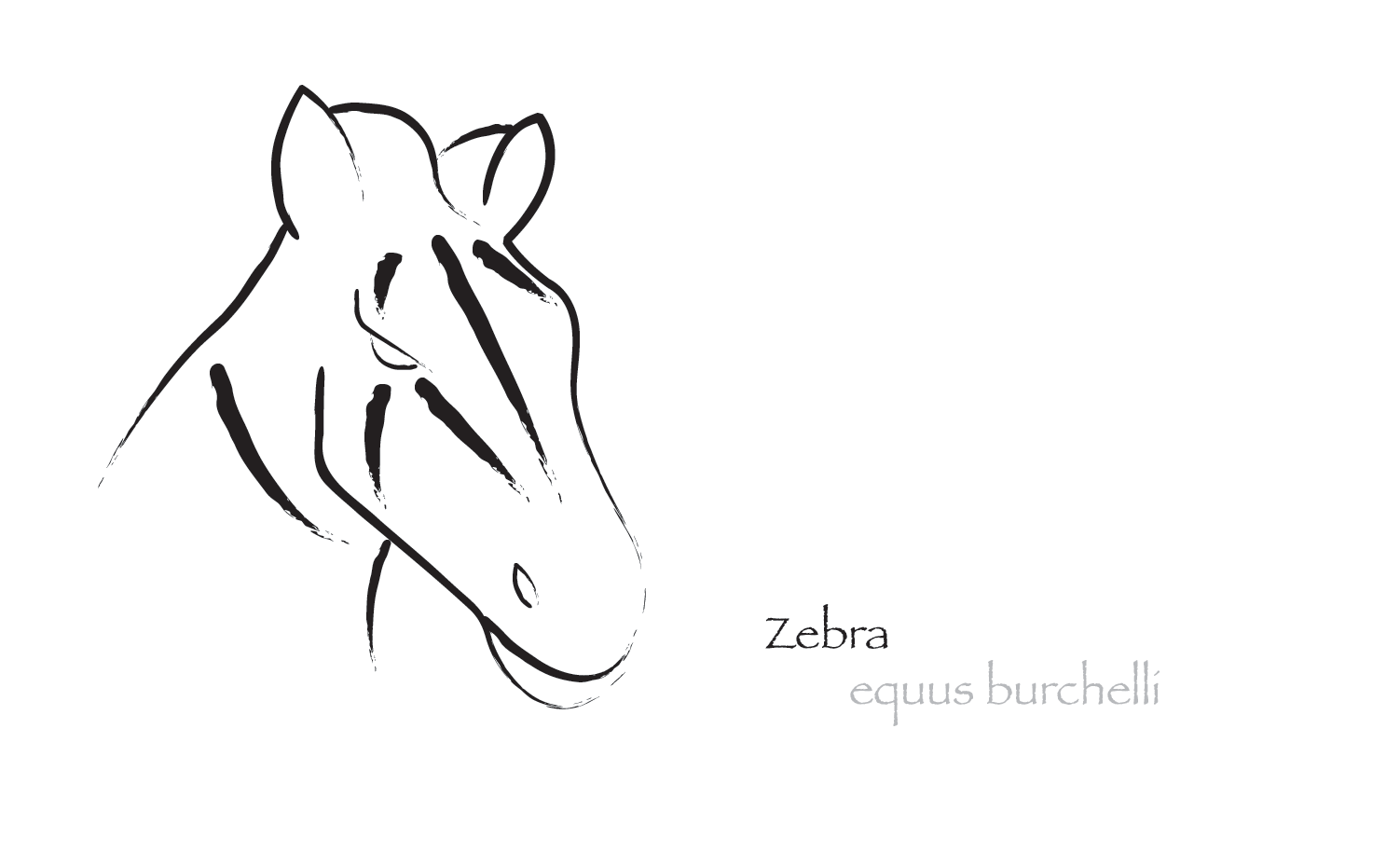 zebra illustration